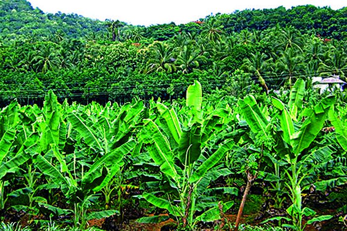 Plantain farming