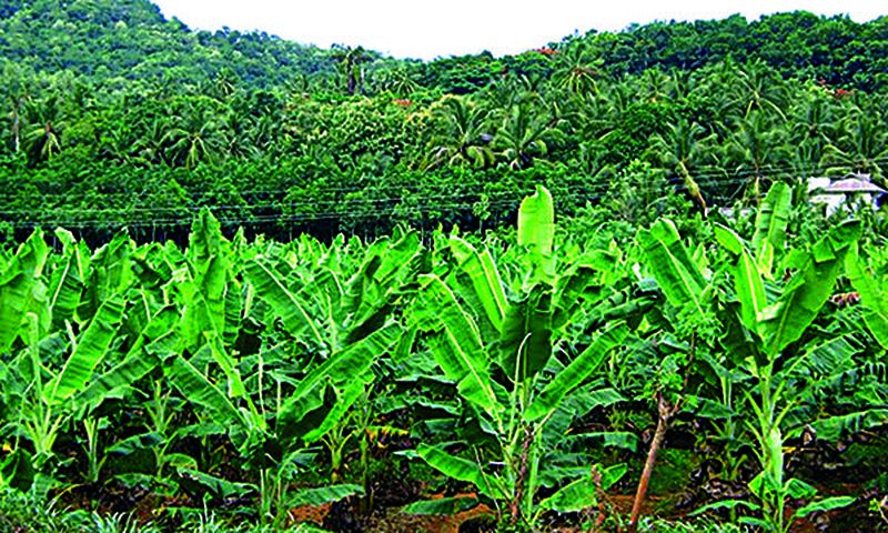 Plantain farming