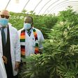 President Emmerson Mnangagwa commissions U.S.$27 million Swiss medicinal cannabis farm and processing plant