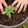 How difficult is it to grow weed? (Macleans)