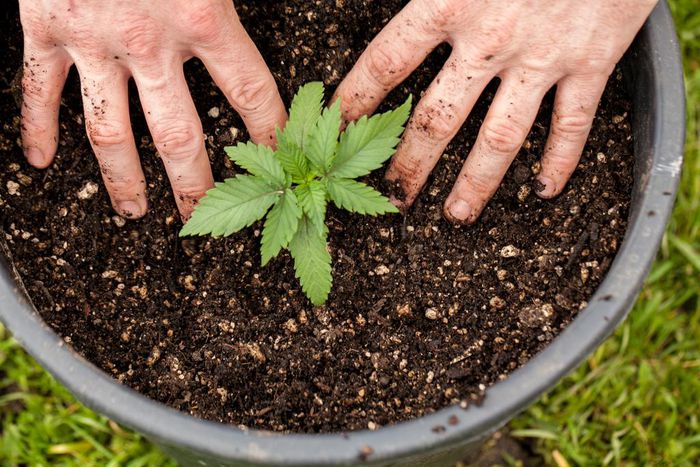 How difficult is it to grow weed? (Macleans)