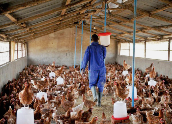 poultry in Ghana