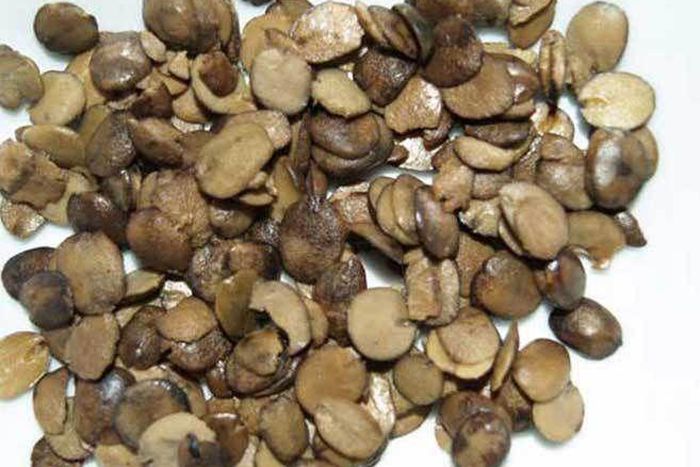 Why some Nigerians prefer Locust Beans to processed seasoning products