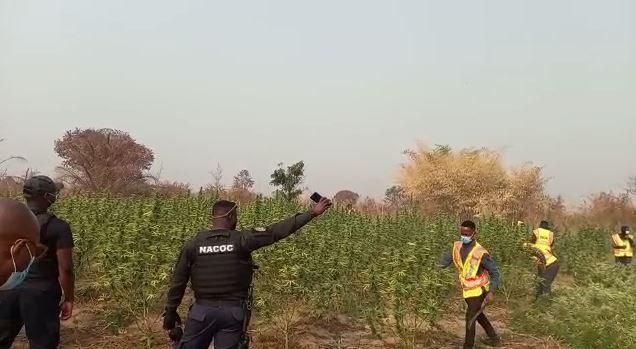 Cannabis farm cleared and set ablaze