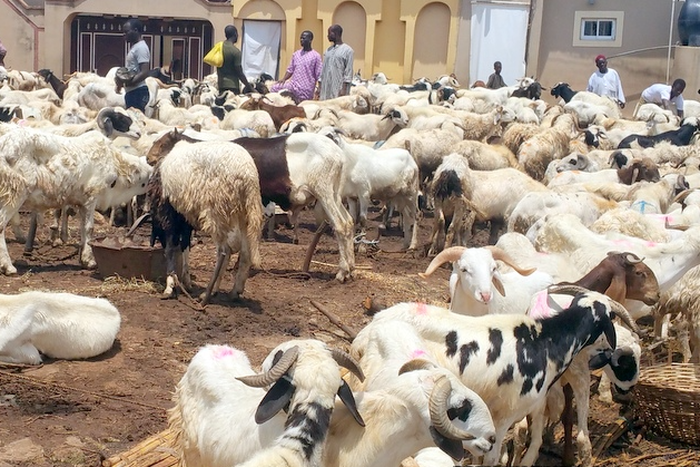 Sallah: Ram sellers in Lagos decry low patronage. [Premium Times]