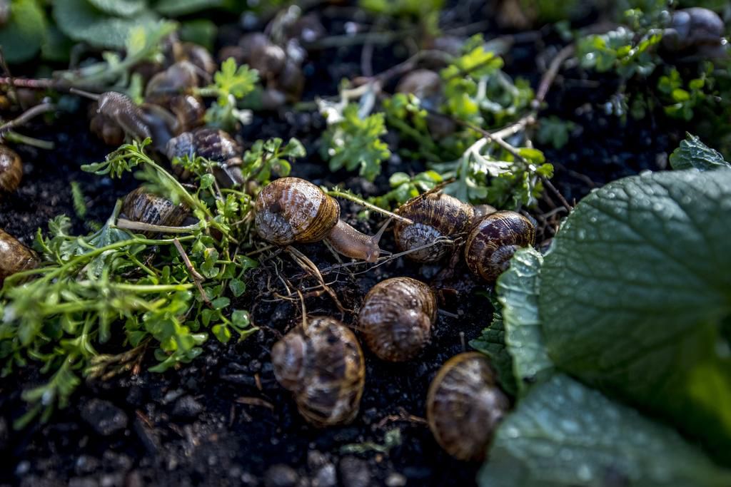 How a Long Island Chef Became a Certified Snail Farmer