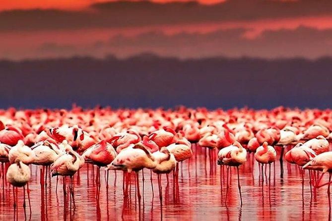 Only flamingoes can live in the lake [Twitter]