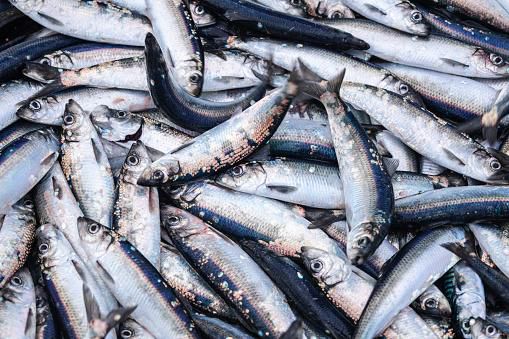 Herring, Sourced from iStock