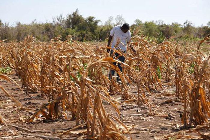 Farmers in Kayunga face possible famine as drought strikes district again