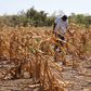 Farmers in Kayunga face possible famine as drought strikes district again