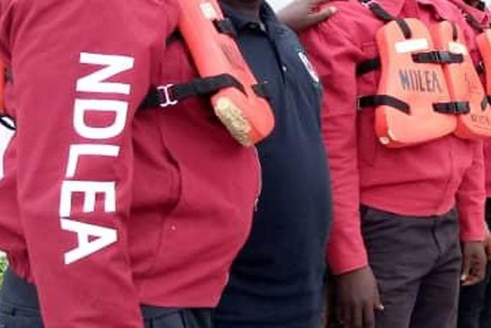 Our officers' identity cards also serve as arrest warrants - NDLEA. [Guardian]