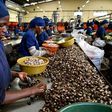 Julius Berger has diversified into cashew processing