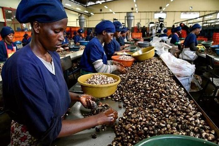 Julius Berger has diversified into cashew processing