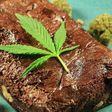 Weed brownies can have an intense effect [Greencamp]