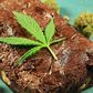 Weed brownies can have an intense effect [Greencamp]