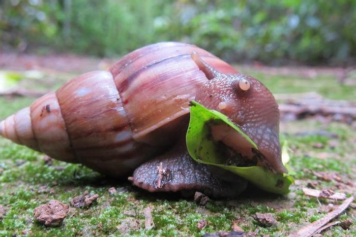 You start start snail farming with N20,000