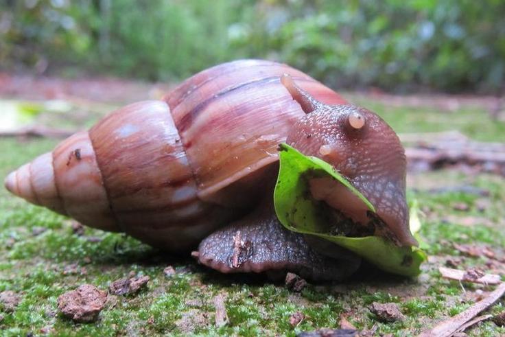 You start start snail farming with N20,000