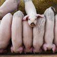 Young pigs are seen at a farm in Xianju county