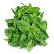 Basil leaf is called scent leaf [organichaive]