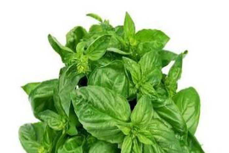 Basil leaf is called scent leaf [organichaive]