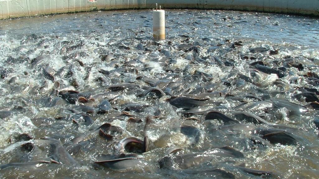 Chi Farms set to expand production capacity of catfish