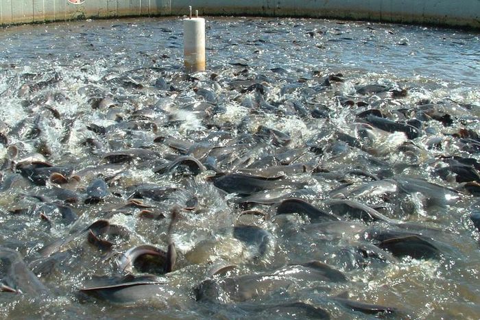 Chi Farms set to expand production capacity of catfish