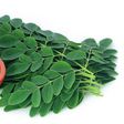 Moringa : 5 health benefits of drinking juice from this tree every day  [indiamart]