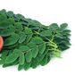 Moringa : 5 health benefits of drinking juice from this tree every day  [indiamart]