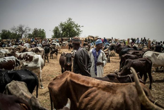 2 cattle markets in Kogi closed over security threats
