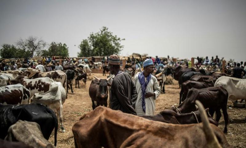 2 cattle markets in Kogi closed over security threats