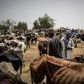 2 cattle markets in Kogi closed over security threats