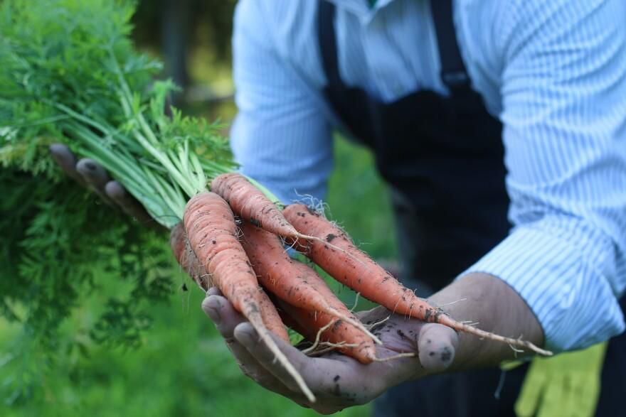 A farmer holding carrots