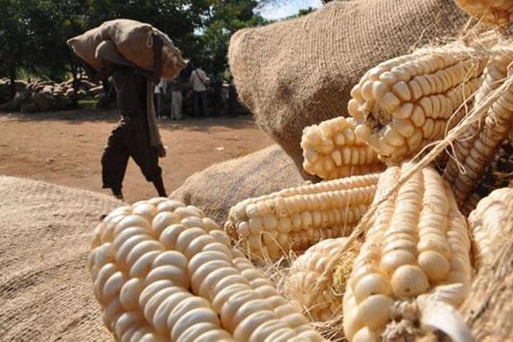 Uganda to ban maize supply to the East African Community