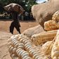 Uganda to ban maize supply to the East African Community