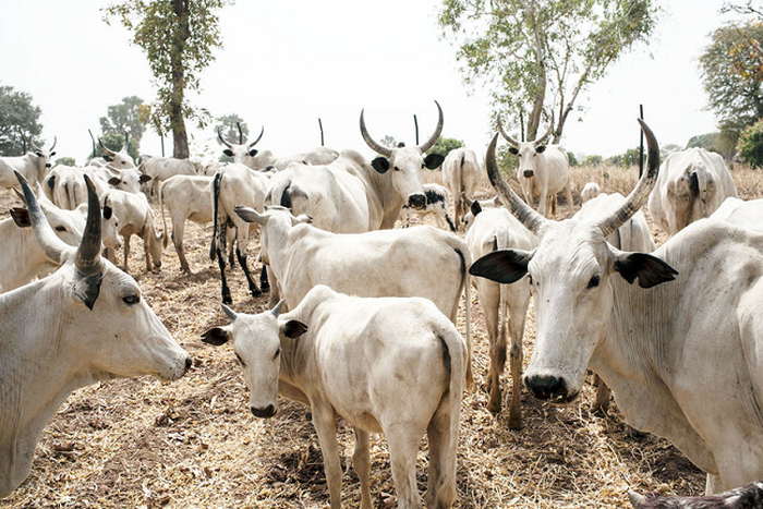 10,500 cattle to be vaccinated against contagious pneumonia in Katsina. [dailytimes]