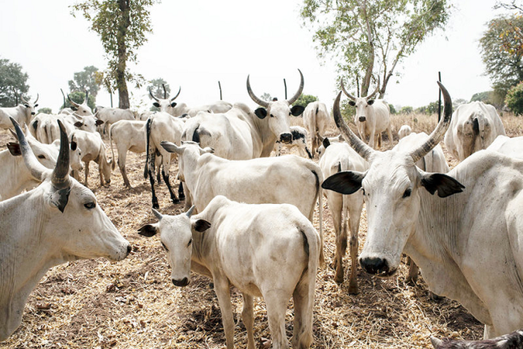 10,500 cattle to be vaccinated against contagious pneumonia in Katsina. [dailytimes]