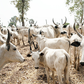 10,500 cattle to be vaccinated against contagious pneumonia in Katsina. [dailytimes]