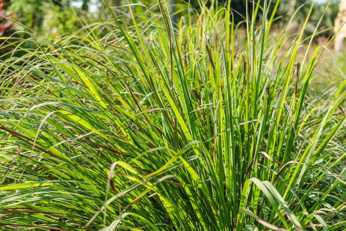 Lemongrass