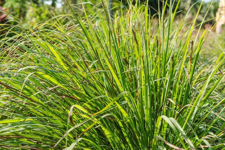 Lemongrass