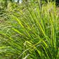 Lemongrass