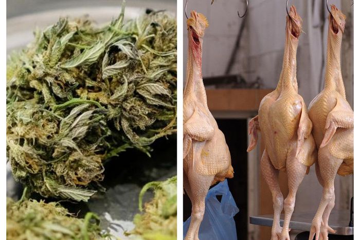 Cannabis has a positive effect on chickens [Wikipedia/dw]