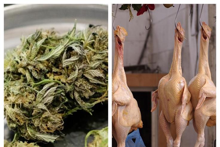 Cannabis has a positive effect on chickens [Wikipedia/dw]