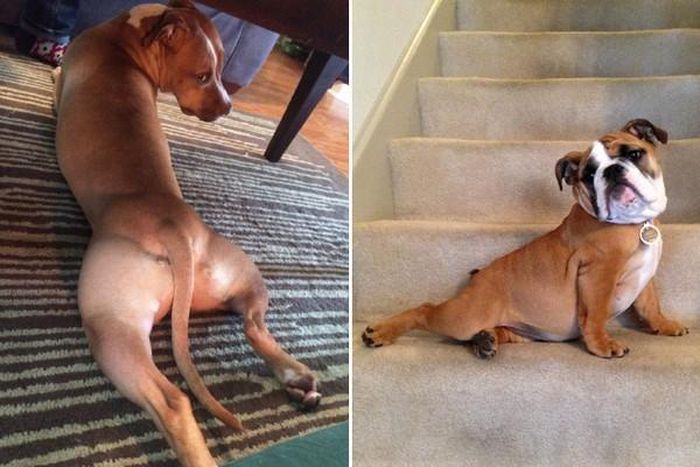 Sleeping with animal in Nigeria can land you in prison for 14 years - Lawyer