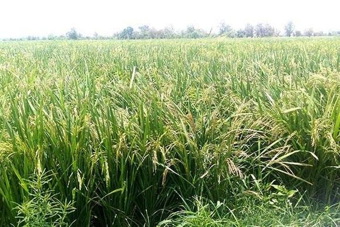 Hectares of a rice farm