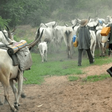 An illustrative photo of herdsmen and their cows on a farm.  (TheCable)