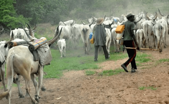 An illustrative photo of herdsmen and their cows on a farm.
 (TheCable)