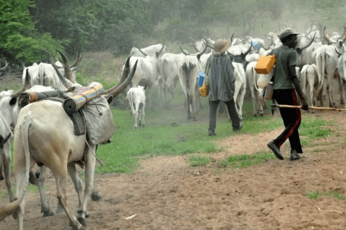 An illustrative photo of herdsmen and their cows on a farm.  (TheCable)