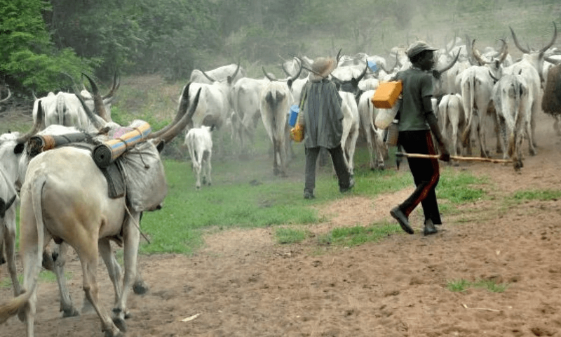 An illustrative photo of herdsmen and their cows on a farm.
 (TheCable)