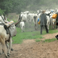 An illustrative photo of herdsmen and their cows on a farm.  (TheCable)