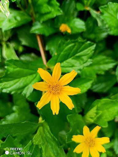 Everything you need to know about the TECNO  Camon 19 Pro Modrian edition